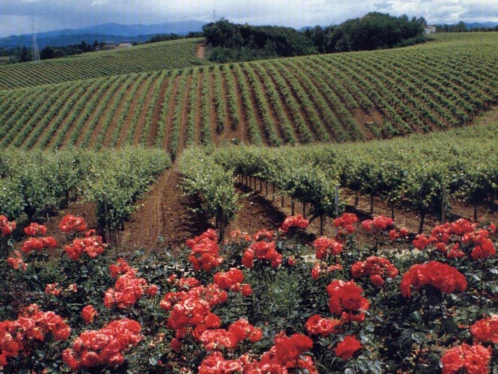 Agriturismo Tenuta La Marchesa โนวีลิกูเร ภายนอก รูปภาพ
